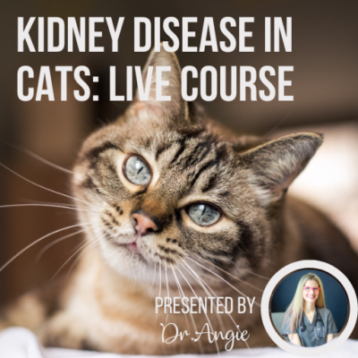 A Holistic Approach to Your Cat's Kidney Disease