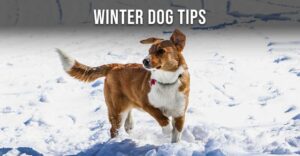 Winter Dog Tips