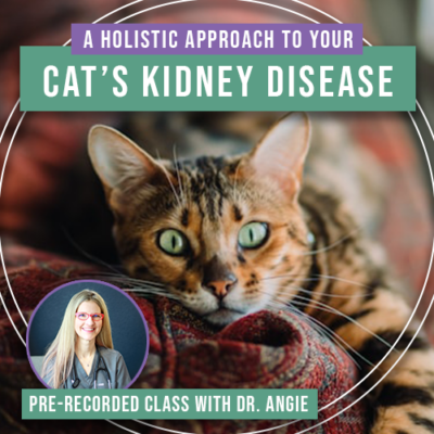 A Holistic Approach to Your Cat's Kidney Disease (Previously Recorded)