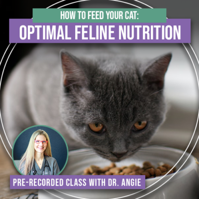 How to Feed Your Cat: Optimal Feline Nutrition (Previously Recorded)