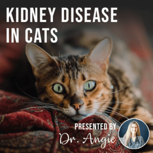 Kidney Disease in Cats