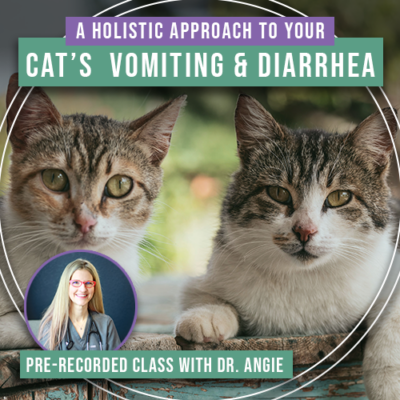A Holistic Approach to Your Cat's Vomiting and Diarrhea (Previously Recorded)