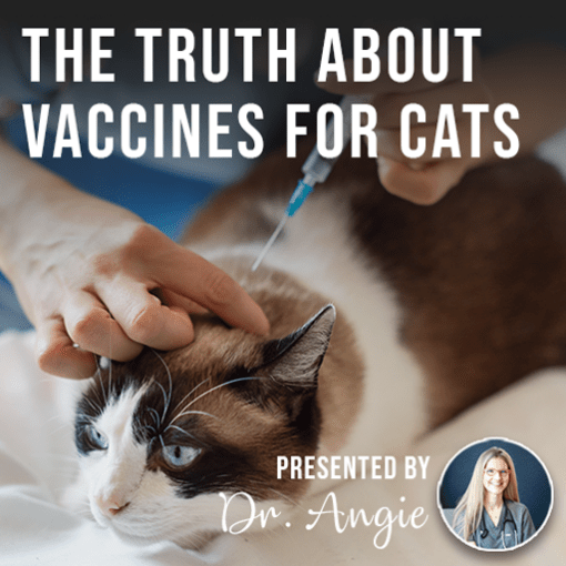 The Truth About Vaccines For Cats