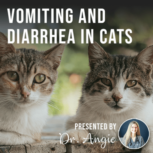 Vomiting and Diarrhea in Cats