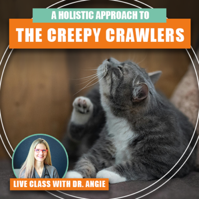 A Holistic Approach to the Creepy Crawlers - Preventing Fleas, Ticks, Heartworms & More