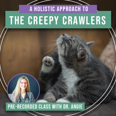 A Holistic Approach to the Creepy Crawlers - Preventing Fleas, Ticks, Heartworms & More (Previously Recorded)