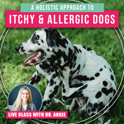 Holistic Approach to Itchy and Allergic Dogs