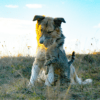 Pet Wellness Bundle - Image 2