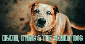 Death, Dying and the Senior Dog