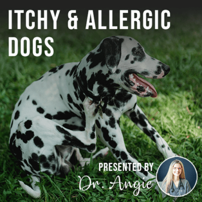 Itchy and Allergic Dogs