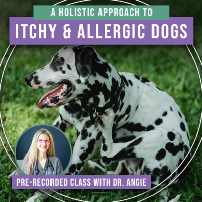 A Holistic Approach to Itchy & Allergic Dogs (Previously Recorded)