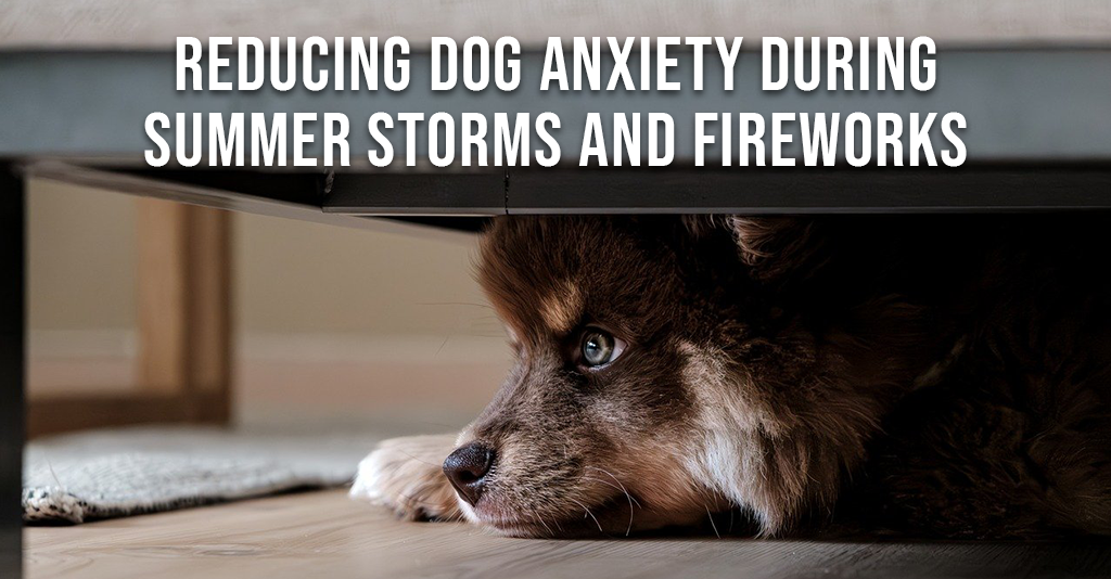 dog anxiety