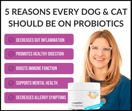 Probiotics for dogs and cats are important by holistic vet, Dr. Angie Krause