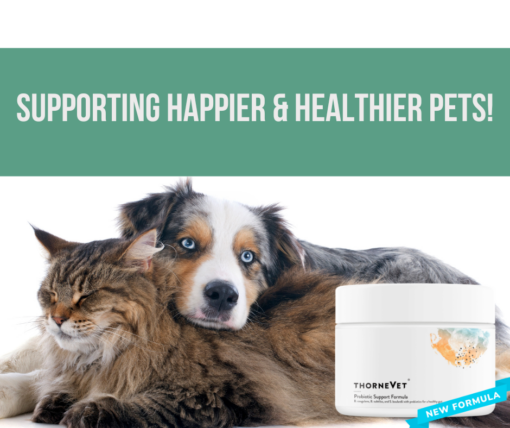 probiotics for cats and dogs. ThorneVet Probiotic support formula