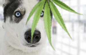 dog ate weed and experienced THC toxicity